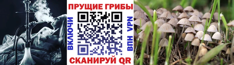 Псилоцибиновые грибы Psilocybe Сочи